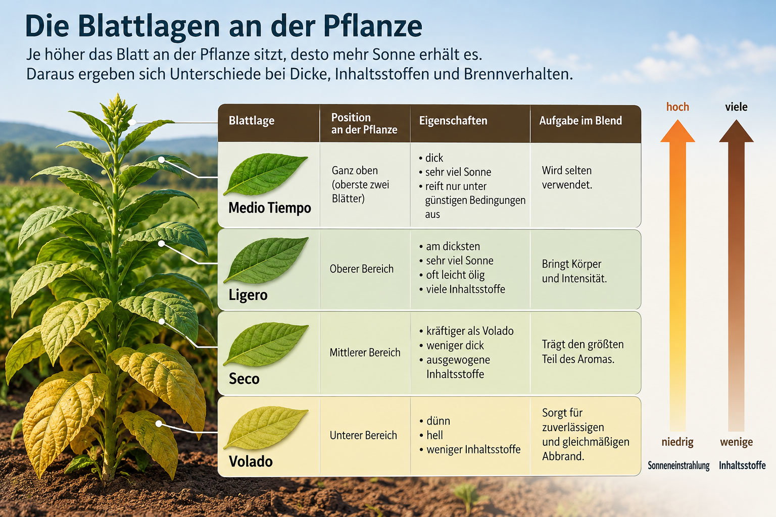Infografik zu den Blattlagen der Tabakpflanze: Medio Tiempo, Ligero, Seco und Volado